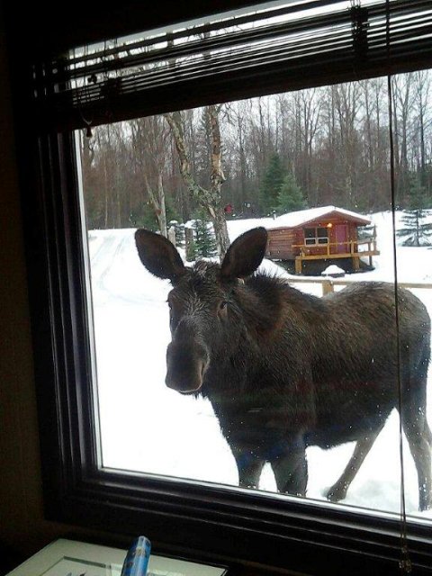 Moose like dinner house food too.
